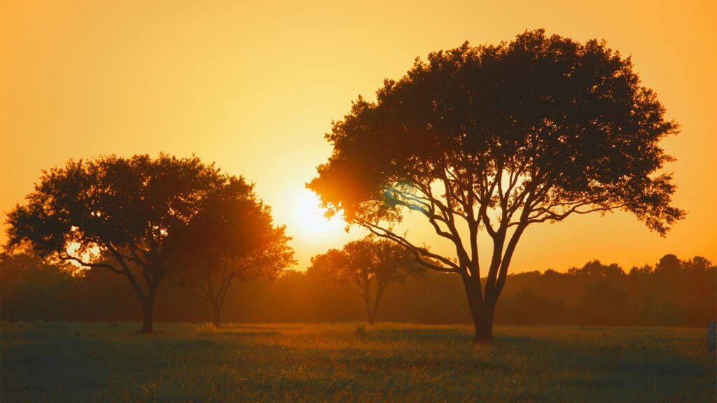 Texas field with trees with the setting sun on the horizon. Harnessing solar power to save money to companies and homes is the goal of All Solar Texas.